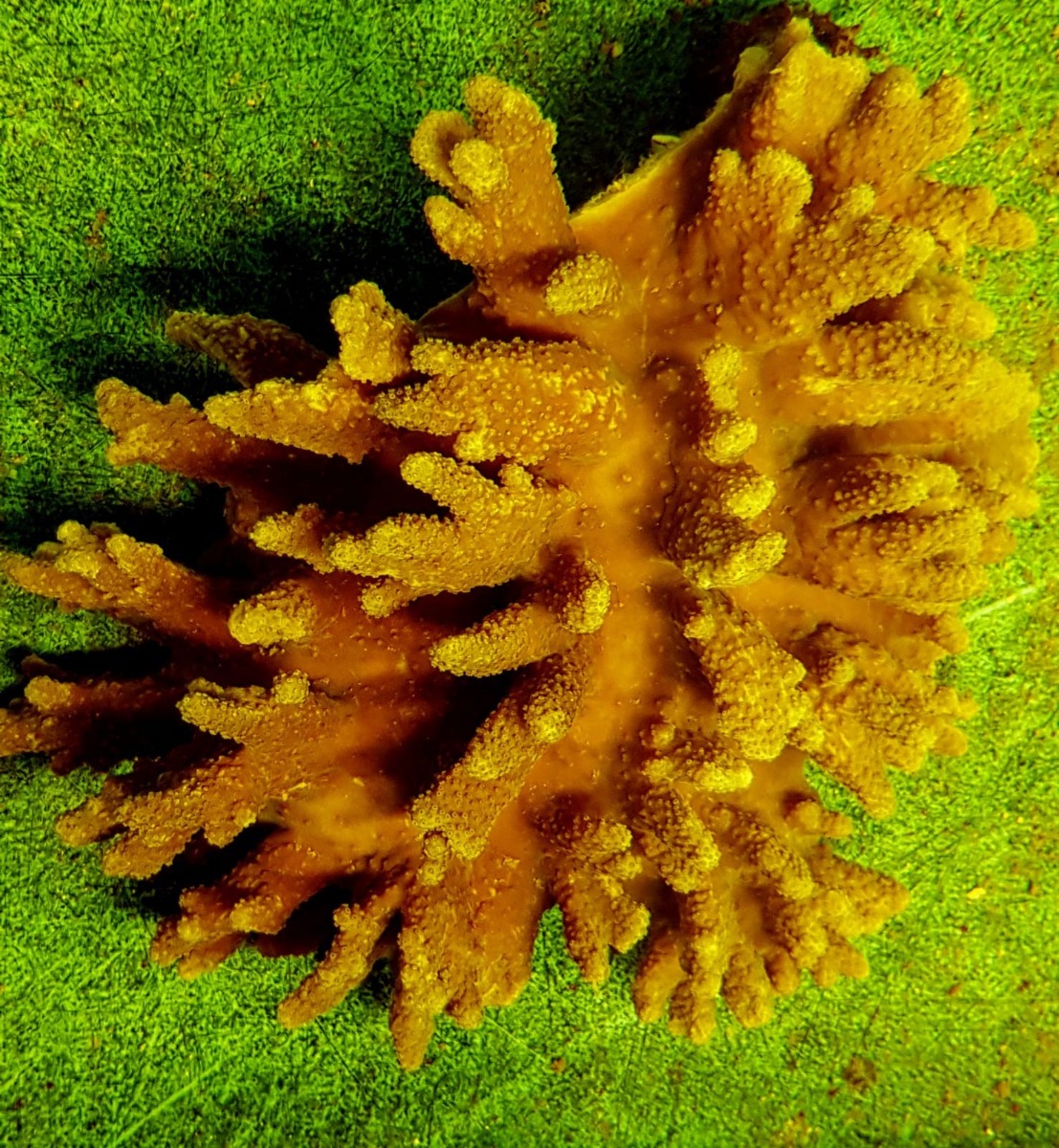 Sinularia brassica | S