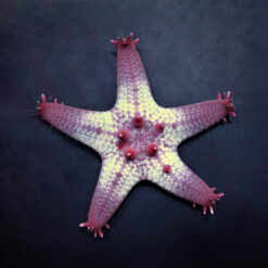 Pentaceraster aleolatus | All sizes