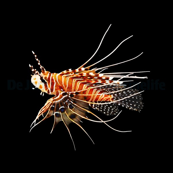 Pterois antennata | M