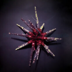 Prionocidaris baculosa | All sizes