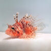 Pterois mombasae | L