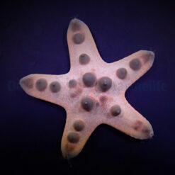 Protoreaster nodosus | All sizes