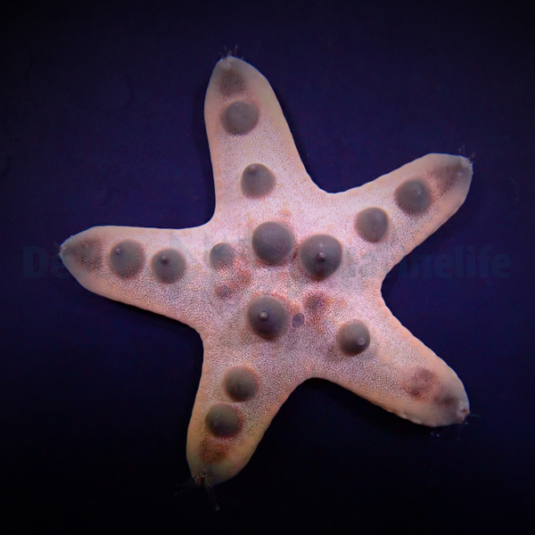 Protoreaster nodosus | All sizes