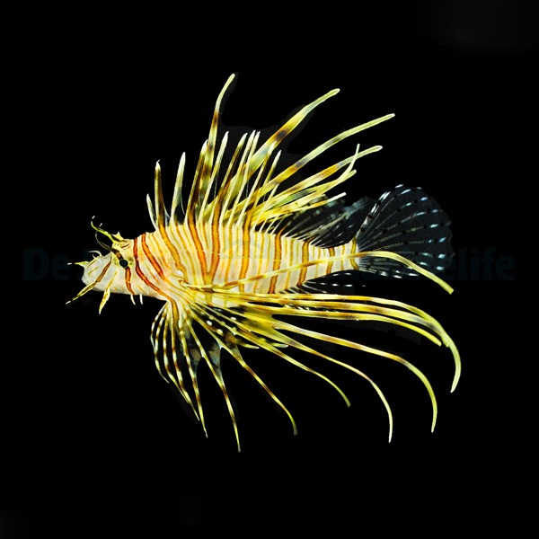 Pterois volitans | XXL