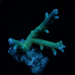 Acropora abrolhosensis | M