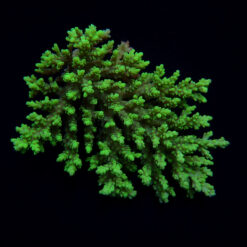 Acropora aculeus | FRAG