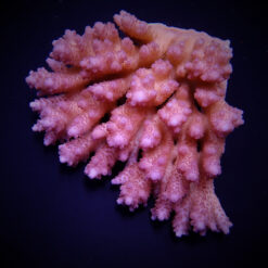 Acropora anthocercis | FRAG