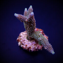 Acropora aspera | L