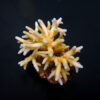 Acropora caroliniana | M