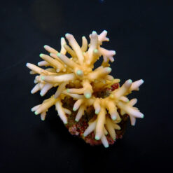 Acropora caroliniana | M