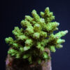 Acropora chesterfieldensis | M