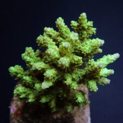 Acropora chesterfieldensis | M