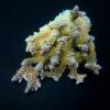Acropora clathrata | XL