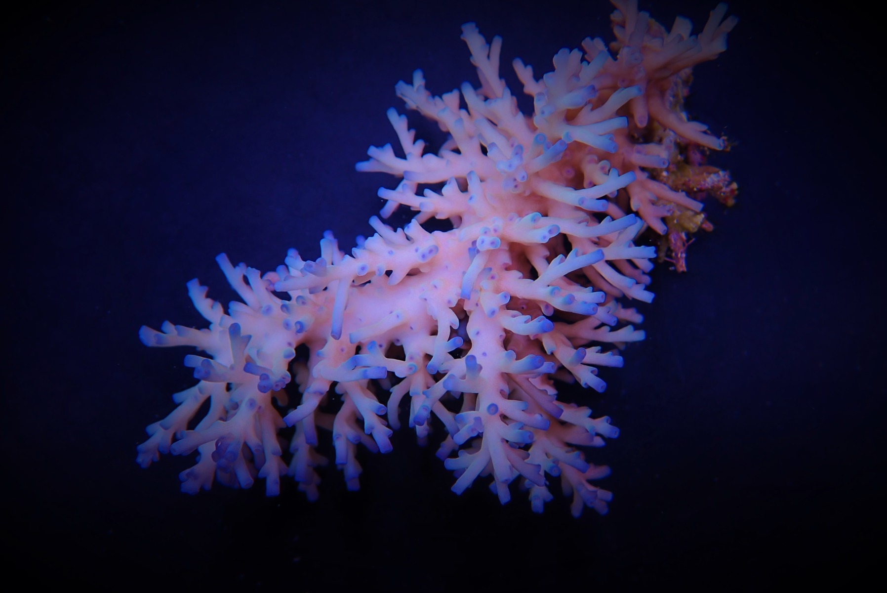 Acropora echinata (Ice fire) | XXL