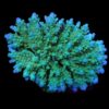 Acropora efflorescens | M