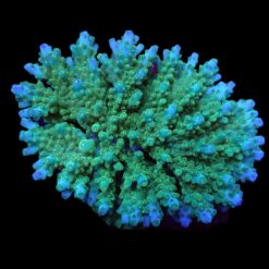 Acropora efflorescens | M