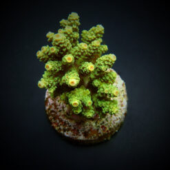 Acropora florida | FRAG