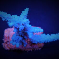 Acropora gomezi | M
