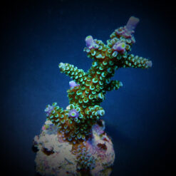 Acropora hoeksemai | M