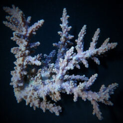 Acropora horrida | S