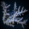 Acropora horrida | M