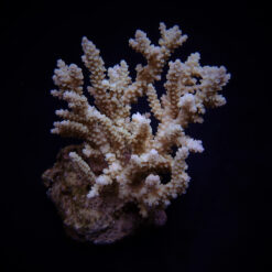 Acropora kimbeensis | M
