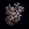 Acropora kimbeensis | L