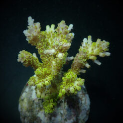 Acropora latistella | T