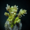 Acropora latistella | M