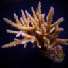 Acropora loisetteae | T