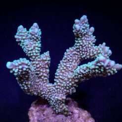 Montipora capitata | T