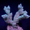 Montipora capitata | S