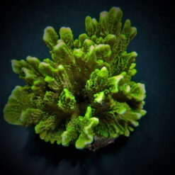 Montipora confusa | T