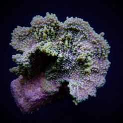 Montipora danae (Colored polyp) | T