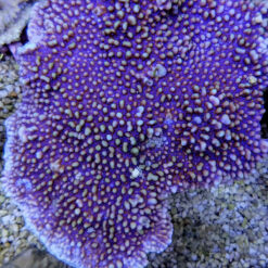 Montipora danae (Colored polyp) | S