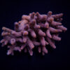 Acropora millepora | T