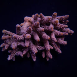 Acropora millepora | L