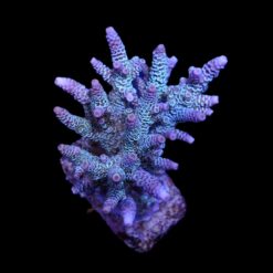 Acropora millepora (Blue) | S