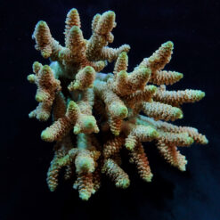 Acropora millepora (Rainbow) | L