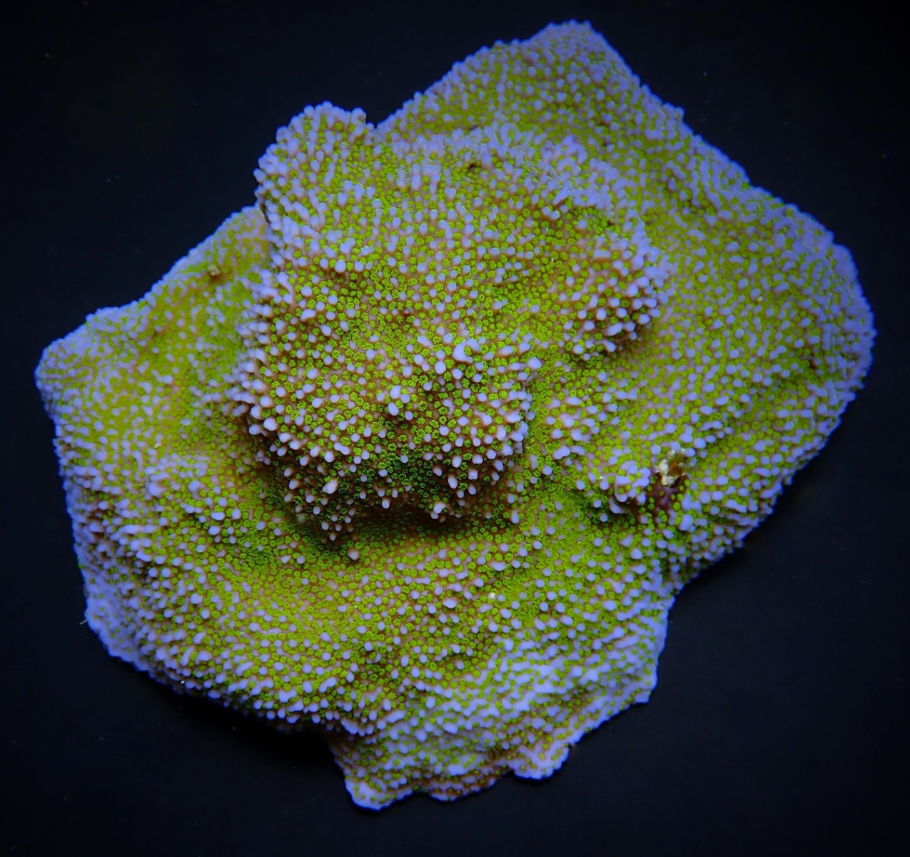 Montipora spp. (Encrusting) (Green polyp)