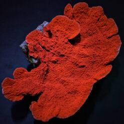 Montipora spp. (Laminar) (Orange-Red) | S