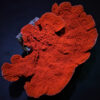 Montipora spp. (Laminar) (Orange-Red) | XL