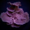 Montipora spp. (Laminar) (Purple-Blue) | M