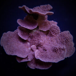 Montipora spp. (Laminar) (Purple-Blue) | M