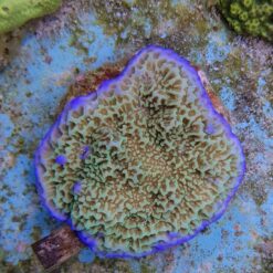 Montipora undata | T