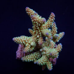 Acropora nasuta | M