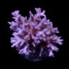 Pocillopora acuta | T
