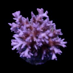 Pocillopora acuta | T