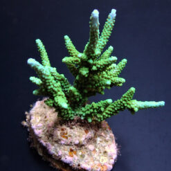 Acropora parilis | M
