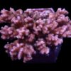 Pocillopora damicornis (Pink) | T